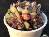 262-진모라 다육식물