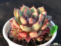 262-진모라 다육식물