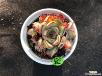 264-진모라 다육식물