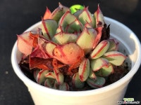 264-진모라 다육식물