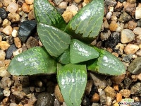 천동류문 58-3 하월시아