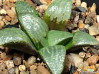 천동류문 58-3 하월시아