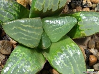 천동류문 58-3 하월시아