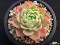 팬지0104 다육식물