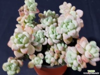 라울묵은둥이5975 다육식물