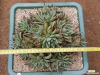 우리연느 9101-1886 다육식물