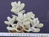 방울복랑  5976 다육식물