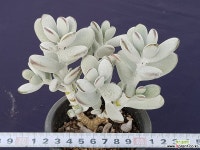 방울복랑5979 다육식물