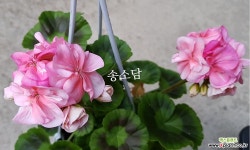 송소담(제라늄) 초본류