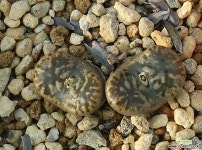 Pellucidum Neohallii SH2070(황화) 네오할리 코노피튬