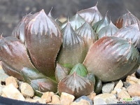 수정군생 62-36 하월시아