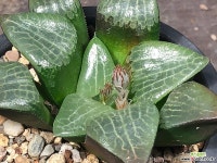 빙하 64-13 하월시아