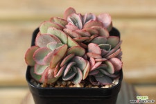 수연 01-34 다육식물