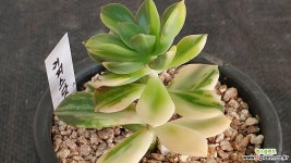 커피스닷컴금 다육금