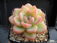 아마빌레 J01-289 다육식물