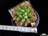 누카스 다육식물