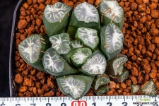 농백운(濃白雪)-11-20-No.2637 하월시아