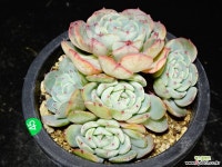 라엔45 다육식물