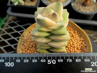 기천금 묵둥이 1-278 다육금