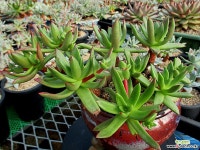 글라우카스10두 한몸군생 1-279 두들레야