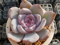 상아스페셜 다육식물