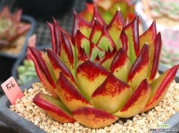 원종에보니56 다육식물