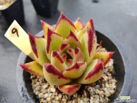 야생마리아9 다육식물