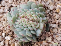 화이트팜철화 9401-2062 다육철화