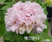 매간한나(제라늄) 초본류