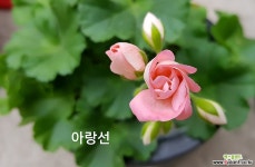 아랑선(제라늄) 초본류