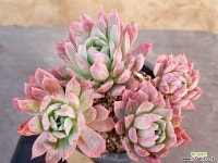 블렛블루아나 14-289 다육식물