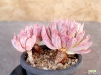 블렛블루아나 14-289 다육식물