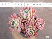 블렛블루아나 14-289 다육식물