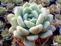 화이트페어리041 다육식물