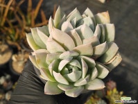 스와베오렌스01 다육식물