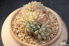 티피철화 다육철화