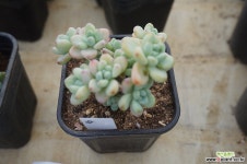 (1月)라울小92 다육식물