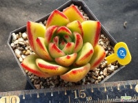 에보니 다육식물