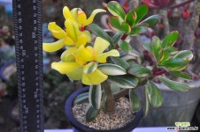 엔젤티아금(Z046) 다육금