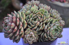 밴바디스(Z071) 다육식물