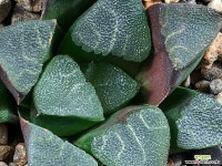 망문코렉타 79-15 하월시아