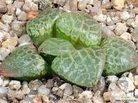 수정101(소묘) 79-33 하월시아