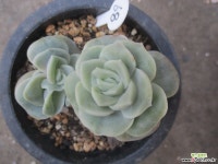 러블리로즈 1368 다육식물