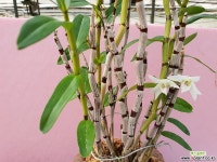 석곡/무갑 석곡