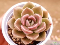 모랄비 19-71 다육식물