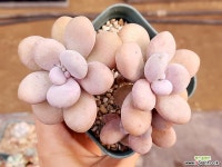 아메치스 19-106 다육식물