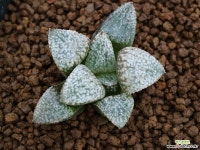 픽타 2014 실생 (Pi-36) 하월시아