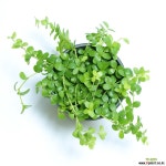 이사벨라 페페로미아 실내공기정화식물 먼지먹는식물 관엽식물 공기정화식물