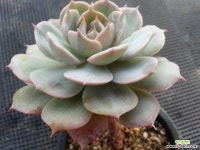 블루에뜨(목대묵둥이) 1-78 다육식물