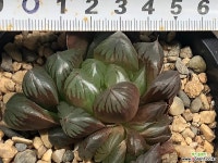 수정군생 81-20 하월시아